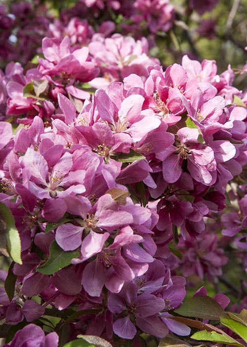 Crabapples in the Evening Sun